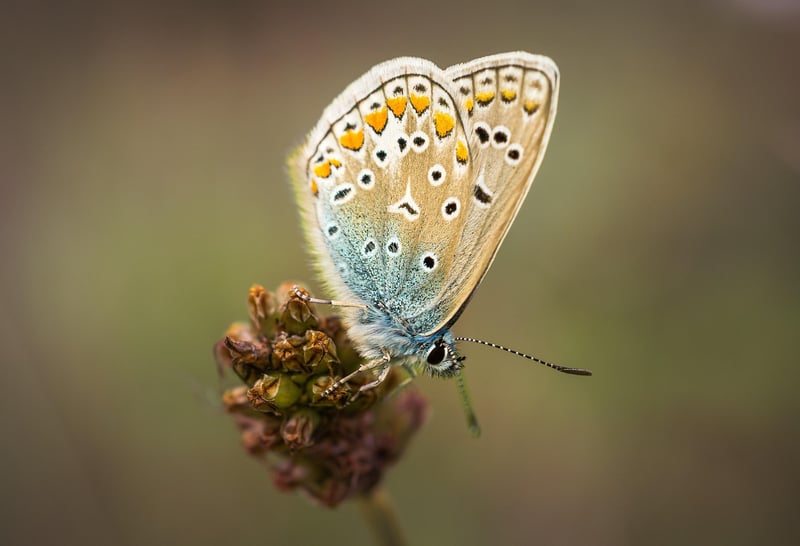 Butterfly Image